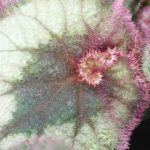 Bégonias d'intérieur, l'entretien au fil des saisons