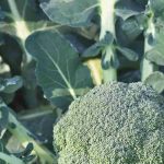 Comment choisir la meilleure variété de brocoli pour le potager ?