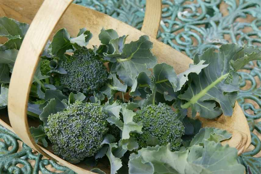 variétés de brocoli