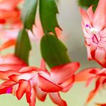 Cactus de Noël, Schlumbergera : culture et entretien pour une floraison éclatante en hiver