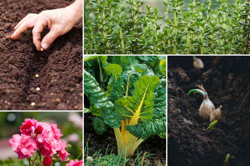 saints de glace conseils