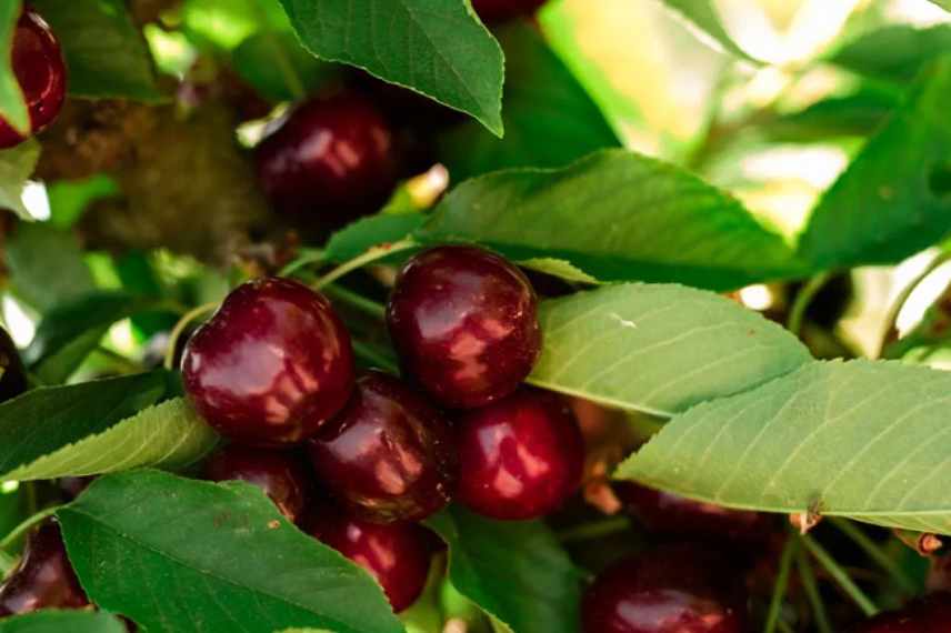 grosses cerises sucrées