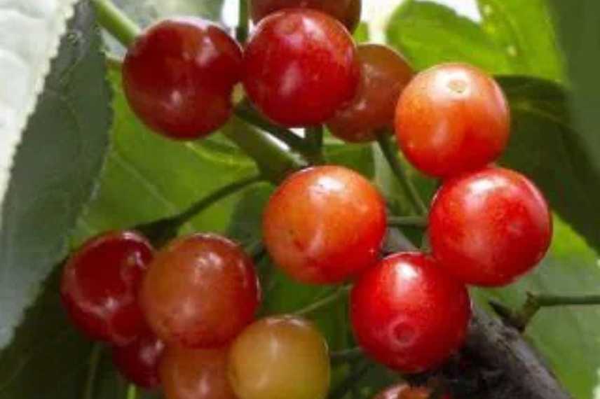 belles cerises très sucrées