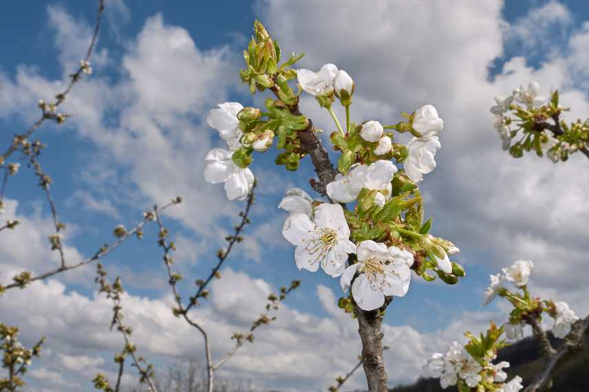 cerisiers variétés aux cerises sucrées et grosses