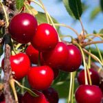 Quel cerisier planter pour récolter de grosses cerises sucrées ?