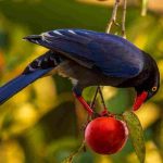 Filet anti-oiseaux sur un cerisier : quand et comment l'installer ?