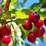 Les cerisiers autofertiles, parfaits pour les petits jardins