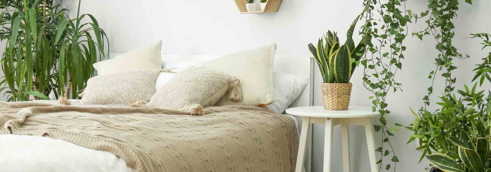 Les plantes d'intérieur parfaites pour une chambre : notre guide pratique