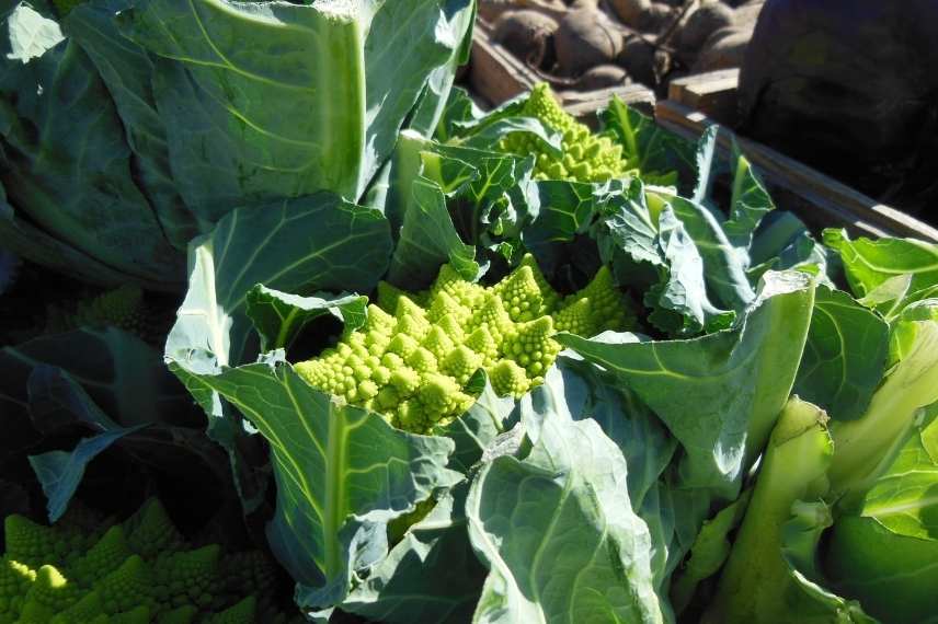 brocoli choix de variétés