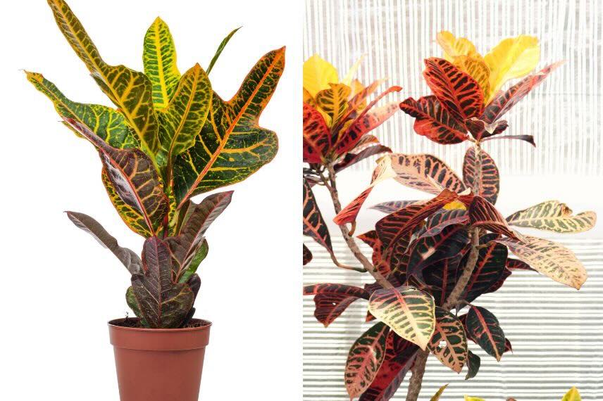 port et croissance du Croton ou Codiaeum 