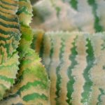 Cryptanthus : maladies, parasites et problèmes courants de cette plante d'intérieur