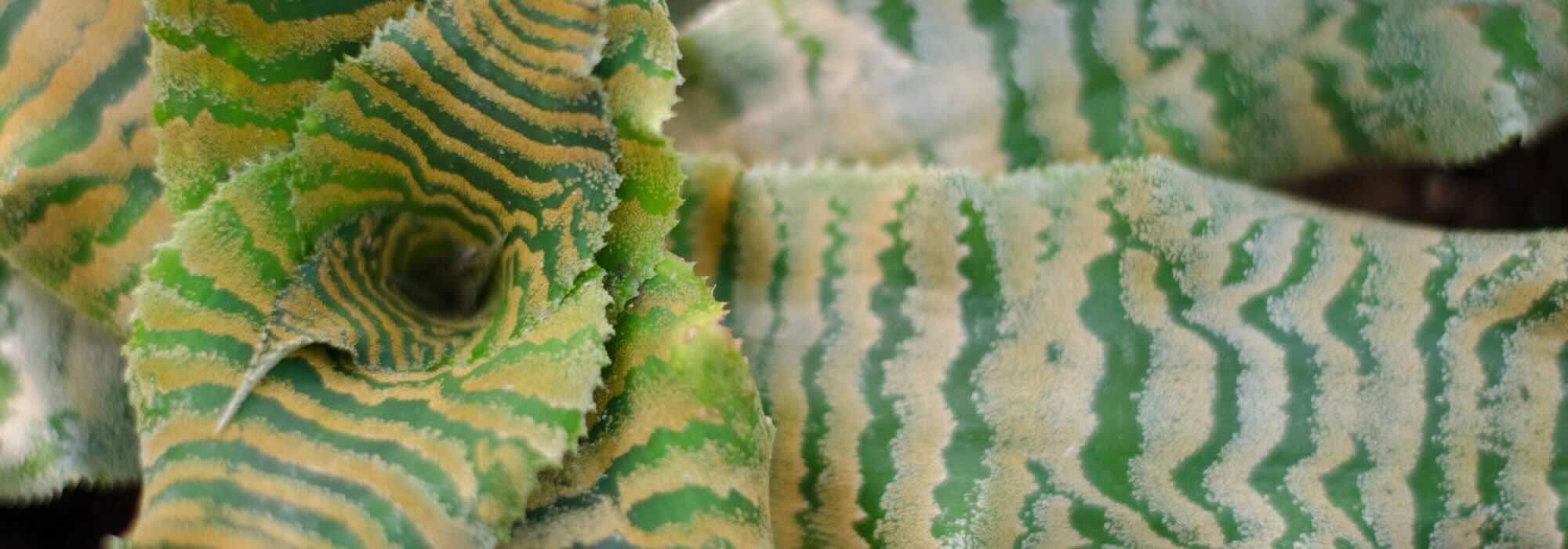 Cryptanthus : maladies, parasites et problèmes courants de cette plante d'intérieur