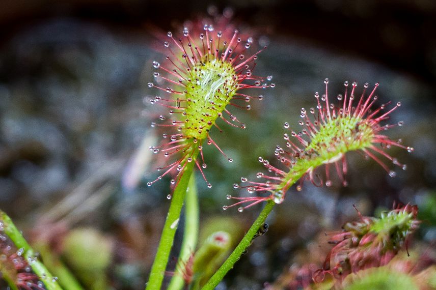 plante carnivore Drosera
