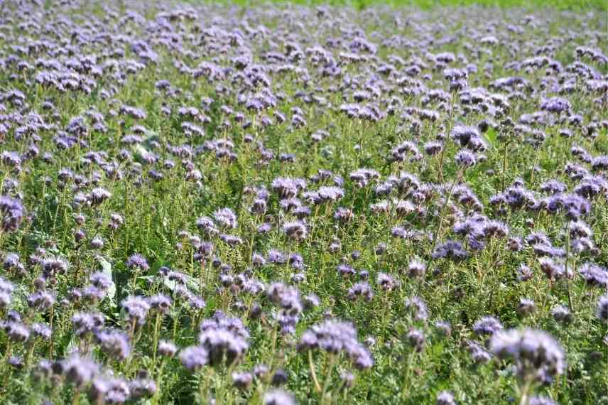 association engrais verts et cultures potagères