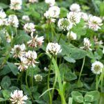 Associer engrais verts et cultures potagères : une stratégie gagnante