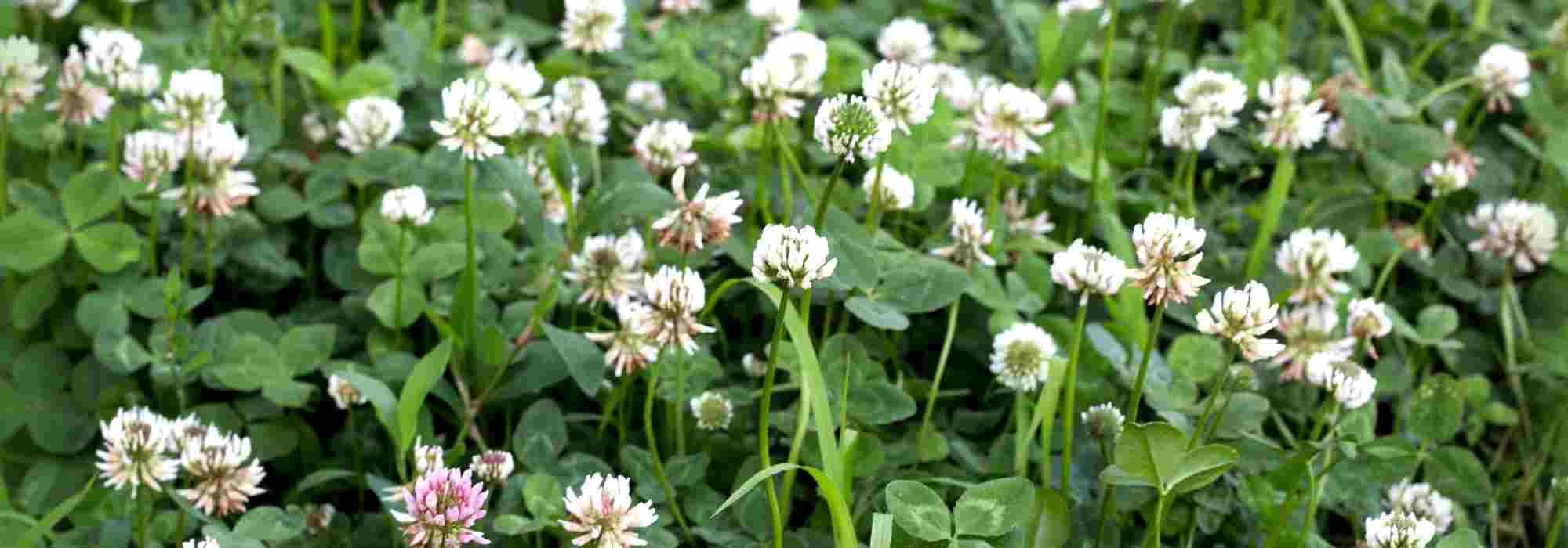 Associer engrais verts et cultures potagères : une stratégie gagnante