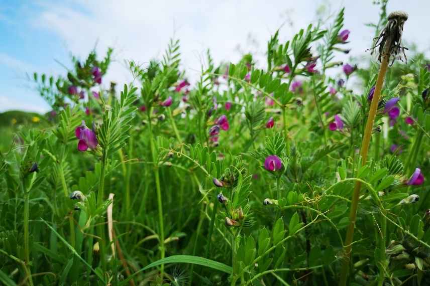 engrais verts et cultures du potager : association