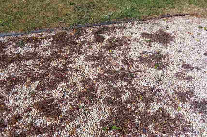 oxalis supprimer dans graviers cours jardin