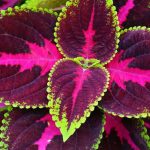 Coléus d'intérieur : l'entretien au fil des saisons