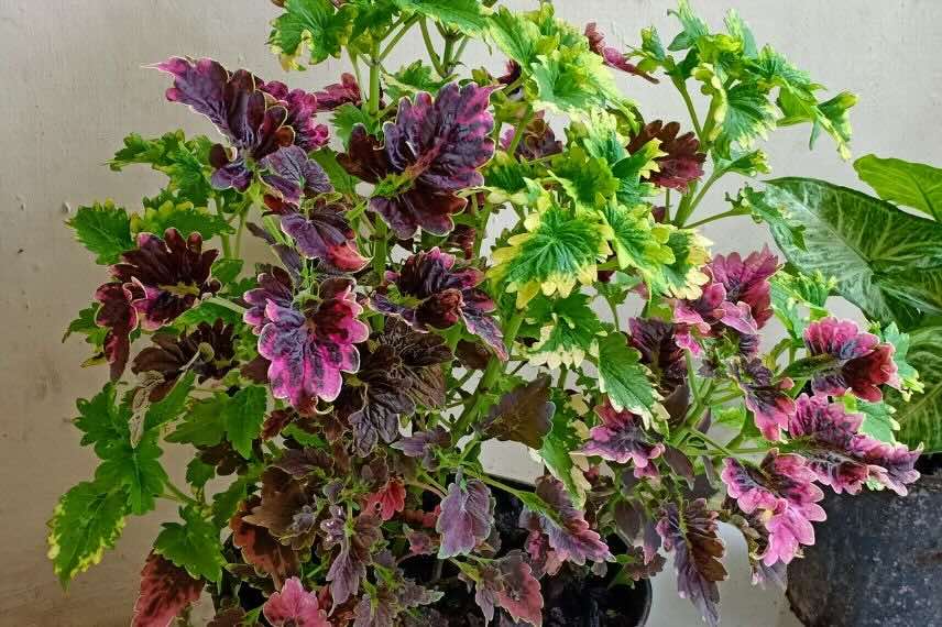 buisson de Coleus Plectranthus Solenostemon