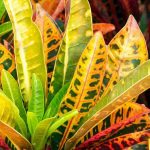 Croton : l'entretien de cette plante d'intérieur au fil des saisons