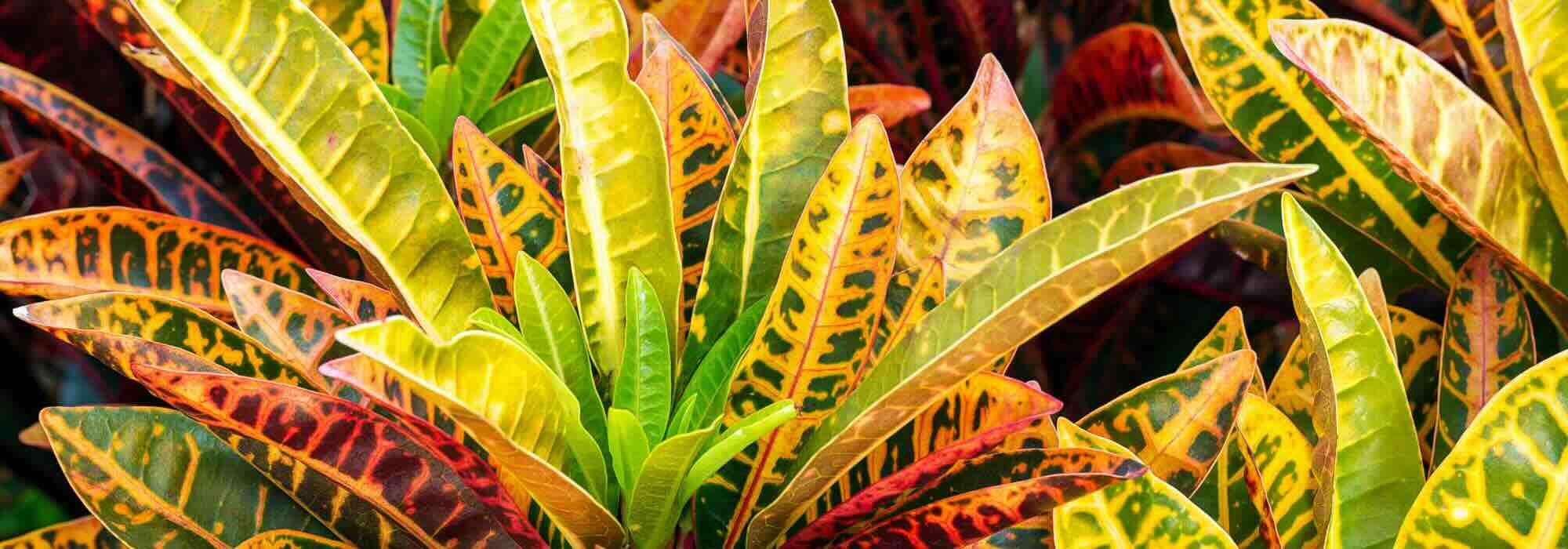 Croton : l'entretien de cette plante d'intérieur au fil des saisons