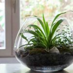 Comment faire un terrarium ouvert ?