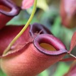 Drosera, Dionaea, Sarracenia… les grandes familles de plantes carnivores