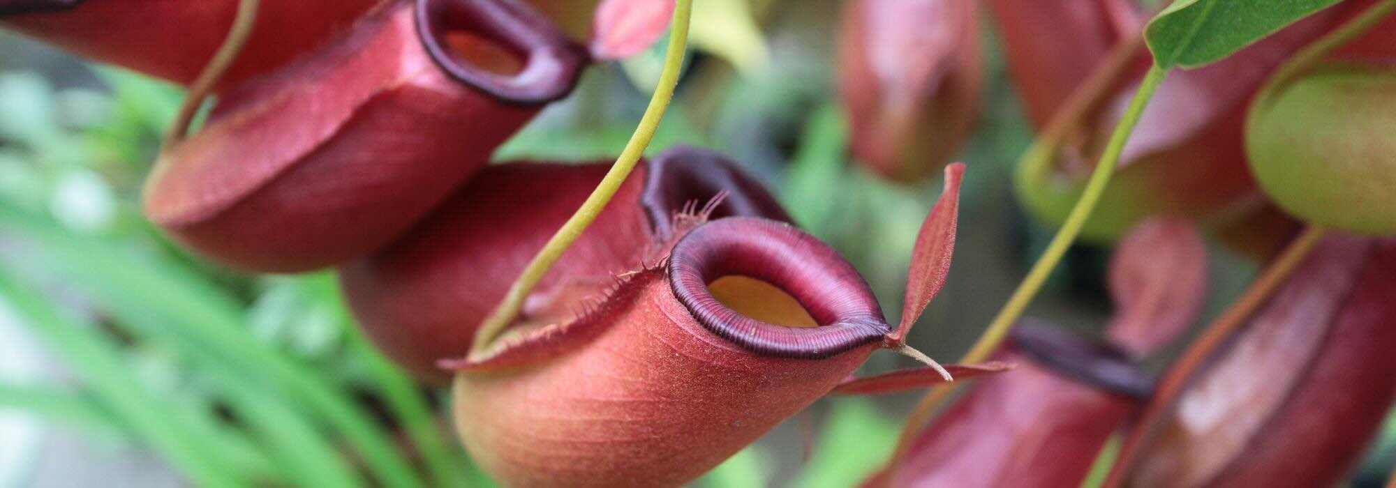 Drosera, Dionaea, Sarracenia… les grandes familles de plantes carnivores