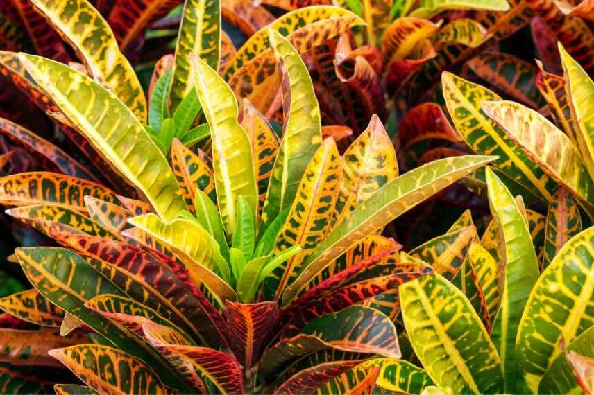 le beau feuillage du Croton ou Codiaeum