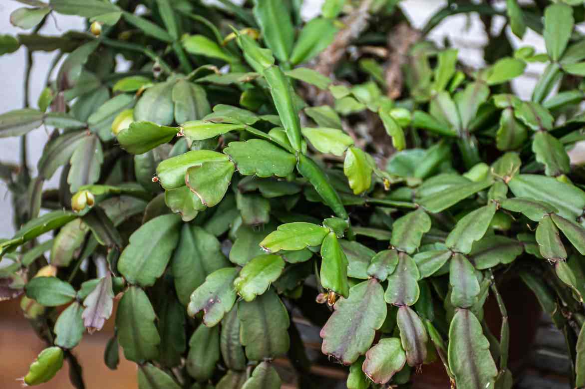 feuilles cactus de noel