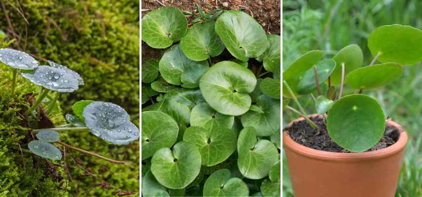 feuille orbiculaire exemple