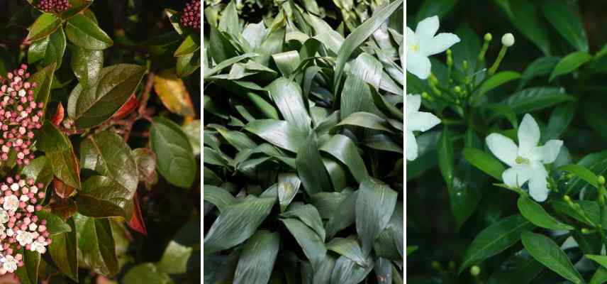 feuillages lanceoles