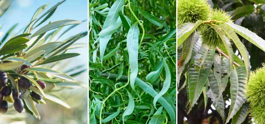 feuillage lanceole exemple