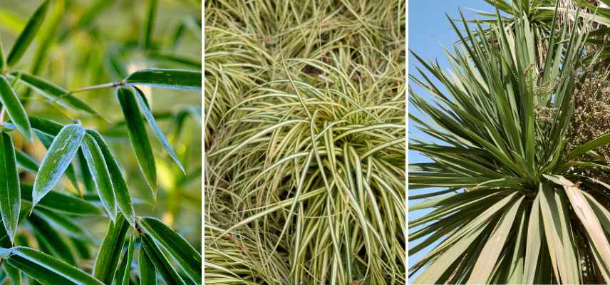 feuilles etroites exemples