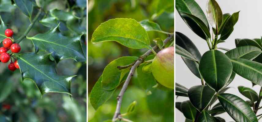 feuillages ovales exemples