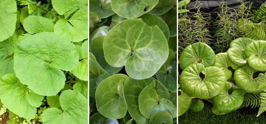 feuillage reniforme exemple