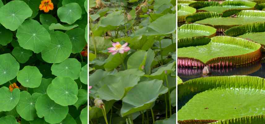 feuillages circulaires exemples