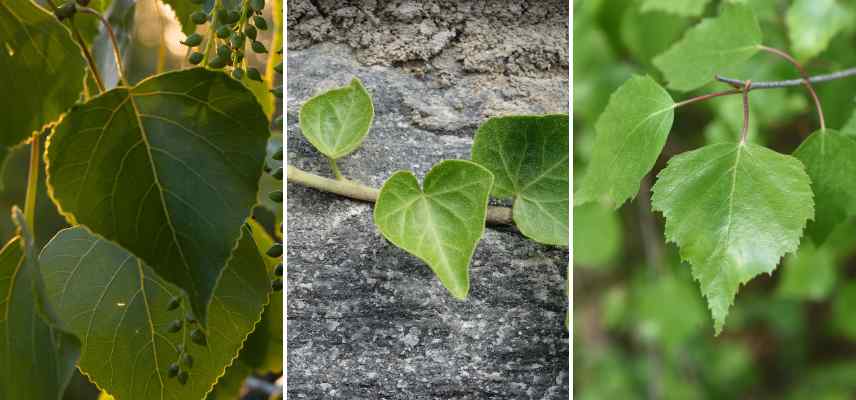 feuillages triangles