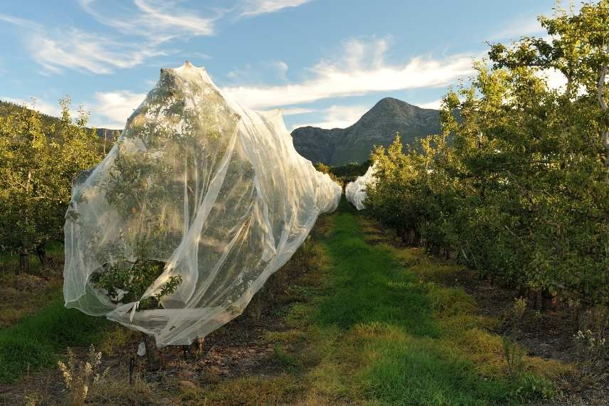 protection des fruits contre les frelons