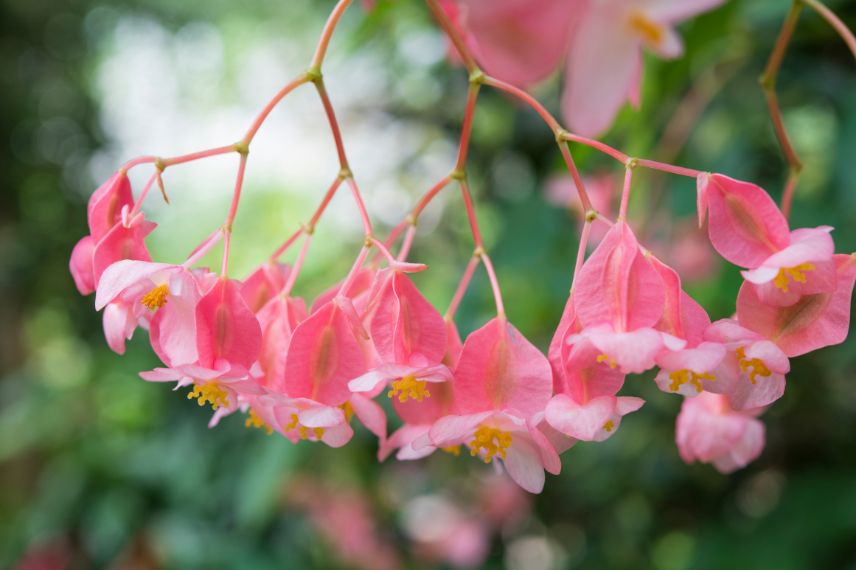fleurs de Begonia cane