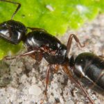 Des fourmis dans vos pots ou au pied de vos plantes : que faire ?