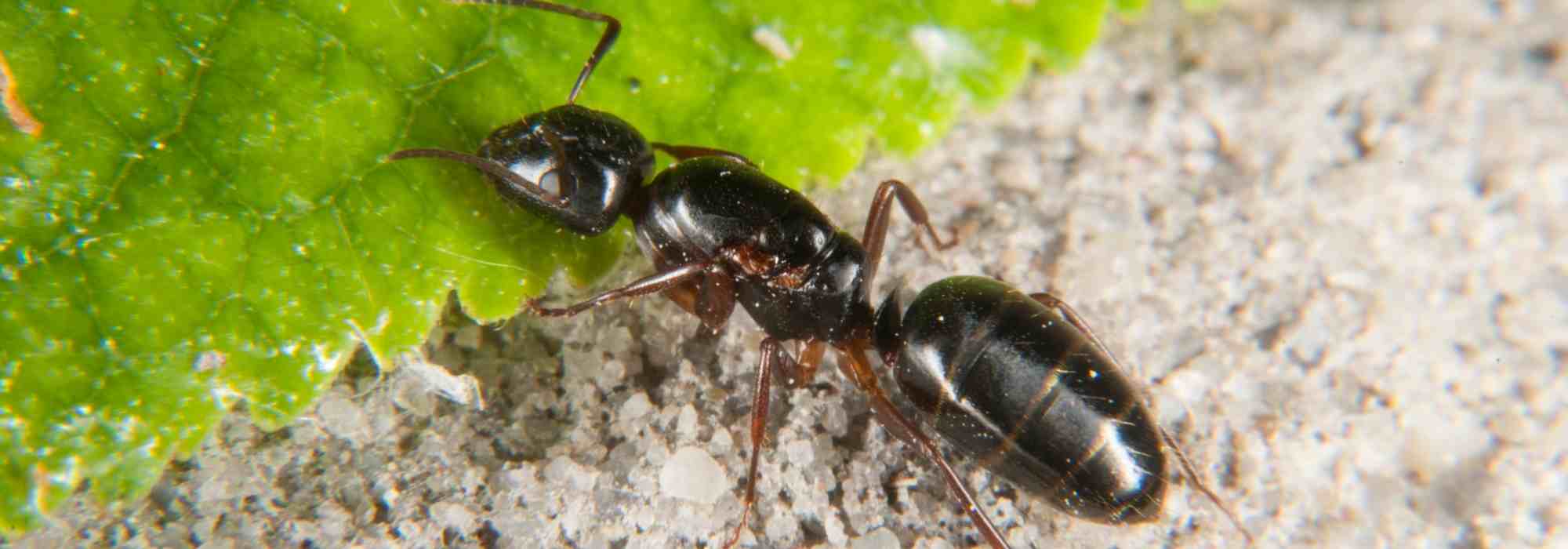 Des fourmis dans vos pots ou au pied de vos plantes : que faire ?