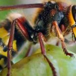 Comment protéger ses récoltes de fruits des frelons ?