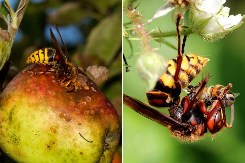 frelon européen et frelon asiatique : comment les distinguer ?