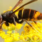 Un nid de frelons dans votre jardin : que faire ?