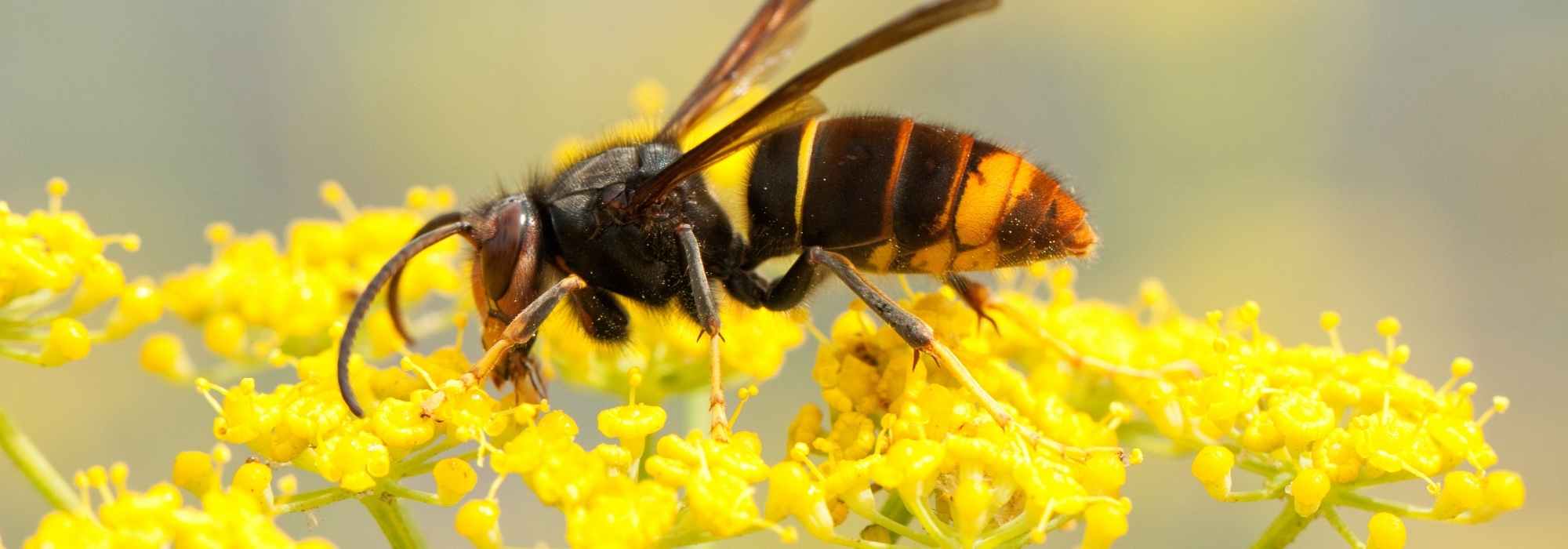 Un nid de frelons dans votre jardin : que faire ?