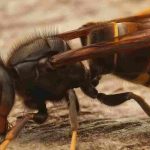 Frelon asiatique et frelon européen : comment les différencier ?