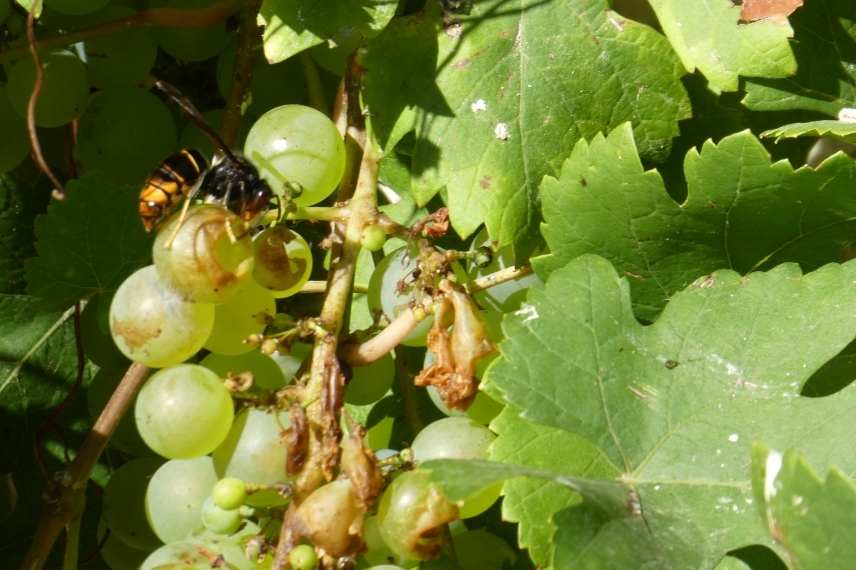 Frelon sur une grappe de raisin