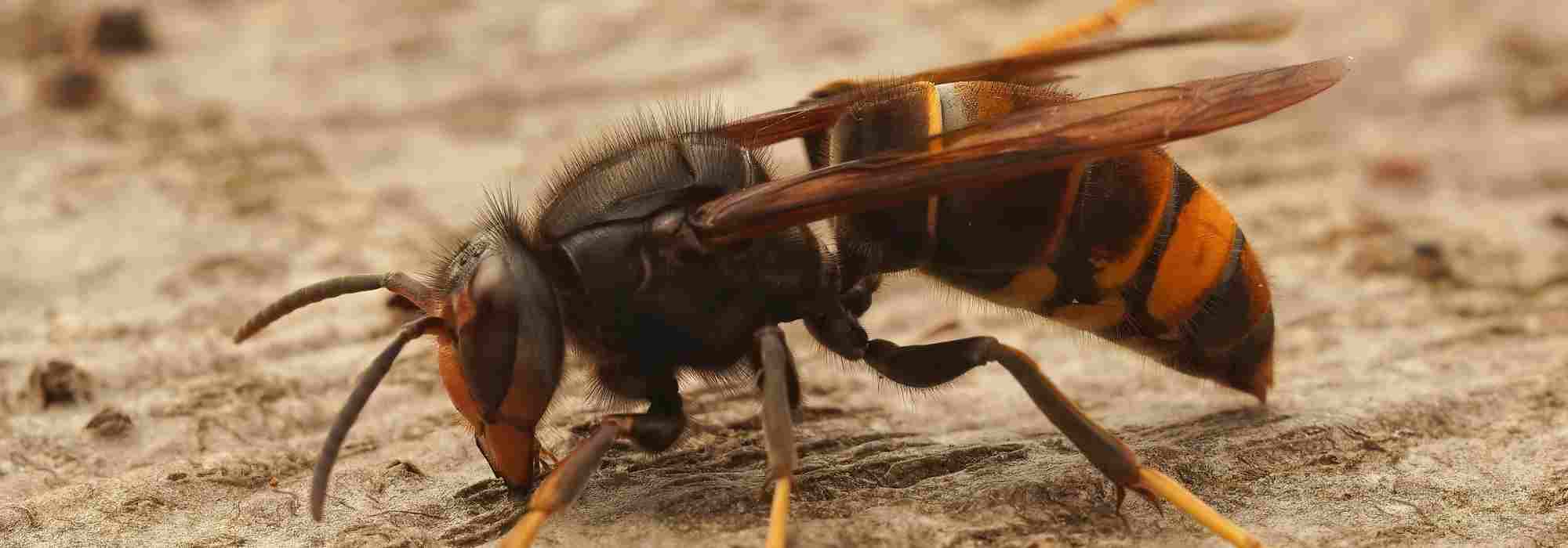 Frelon asiatique et frelon européen : comment les différencier ?